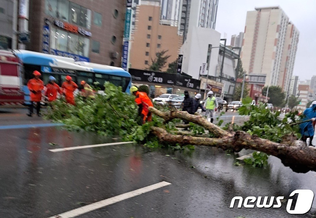 부산 양정동에 가로수가 쓰러져 있다.&#40;부산소방재난본부 제공&#41;