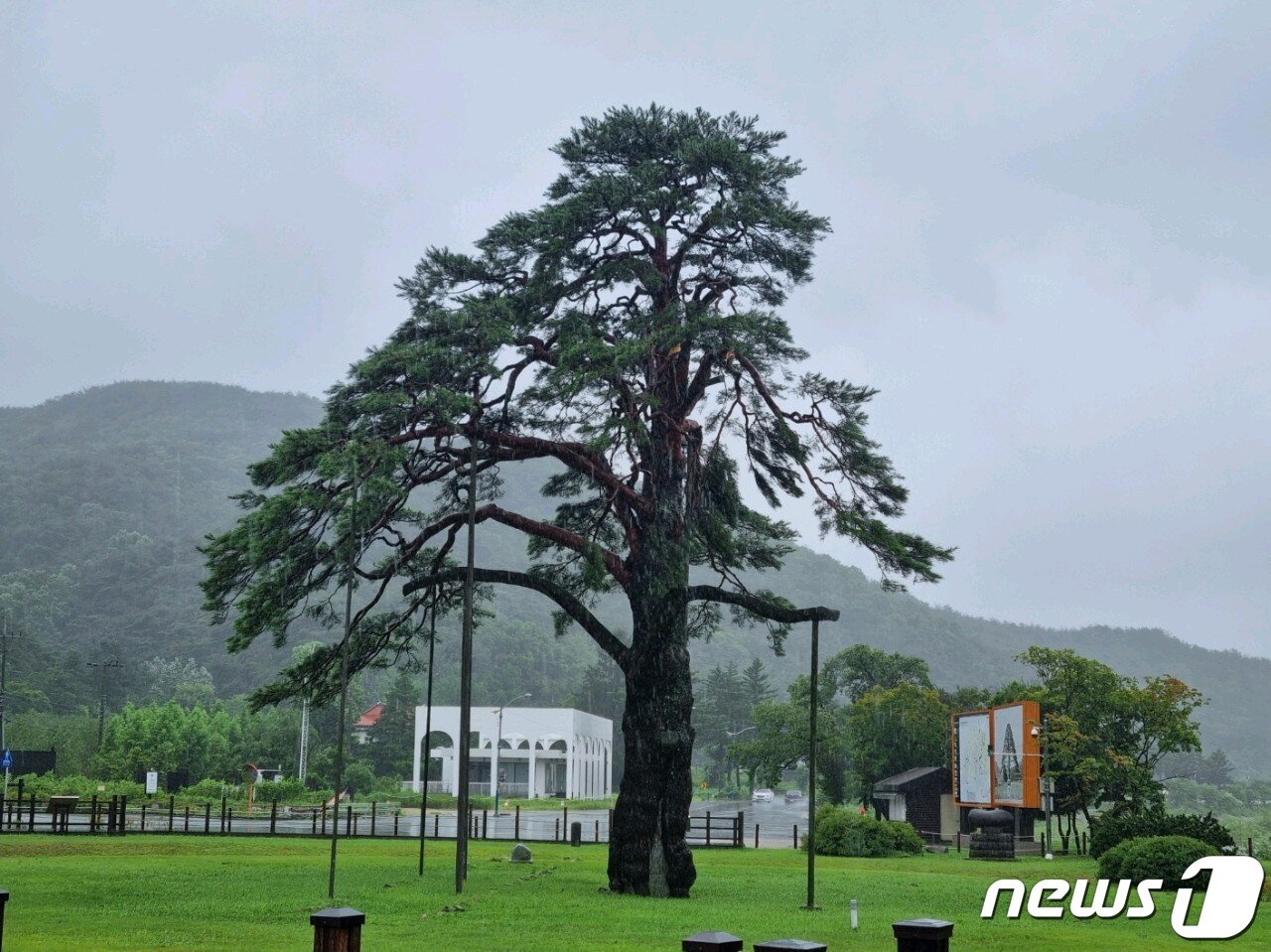 본문 이미지 - 천연기념물 제103호 속리산 정이품송. /뉴스1 