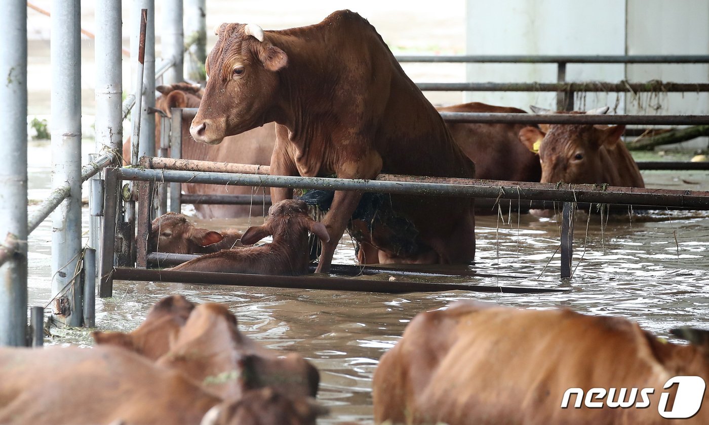 본문 이미지 - 강풍과 호우를 동반한 제6호 태풍 '카눈'이 한반도에 상륙한 지난 10일 오후 대구 군위군 효령면 병수리 마을이 침수돼 우사에 있던 소가 불어난 빗물에 갇혀 있다. /뉴스1 ⓒ News1 공정식 기자