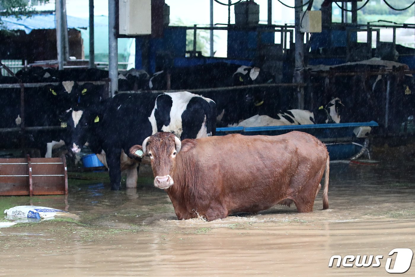 강풍과 호우를 동반한 제6호 태풍 &#39;카눈&#39;이 한반도에 상륙한 10일 오후 대구 군위군 효령면 병수리 마을이 인근 하천 제방 유실로 침수돼 이웃 농가에서 키우던 소가 젖소 목장으로 피신해 구조를 기다리고 있다. 2023.8.10/뉴스1 ⓒ News1 공정식 기자