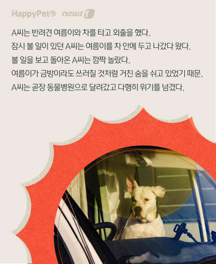 수분 펫카드 © 뉴스1