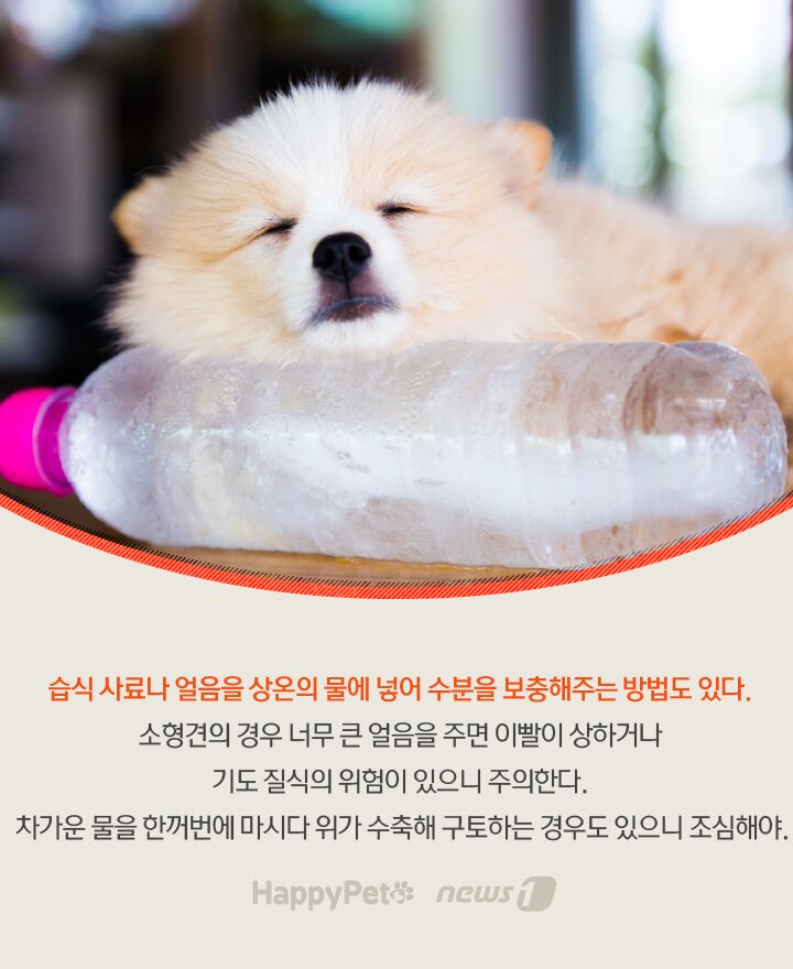 본문 이미지 - 수분 펫카드 ⓒ 뉴스1