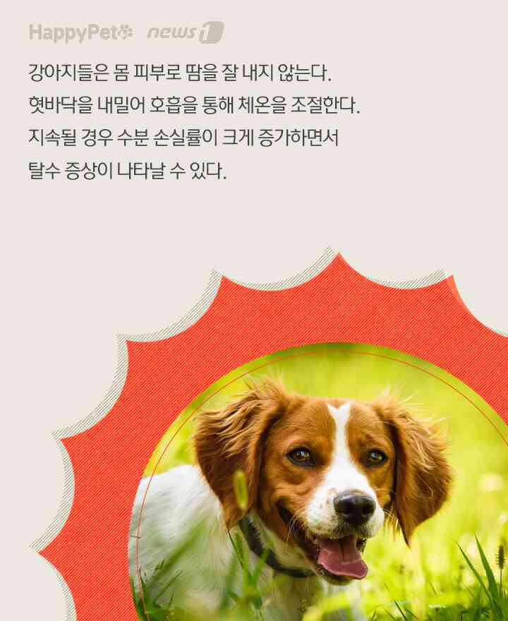 수분 펫카드 © 뉴스1