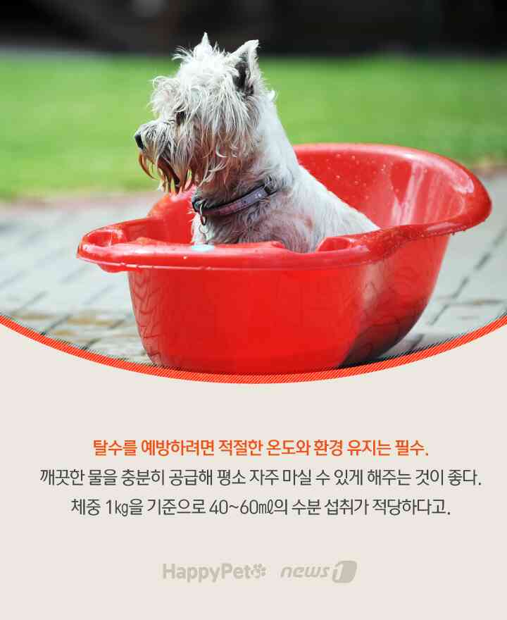 수분 펫카드 © 뉴스1