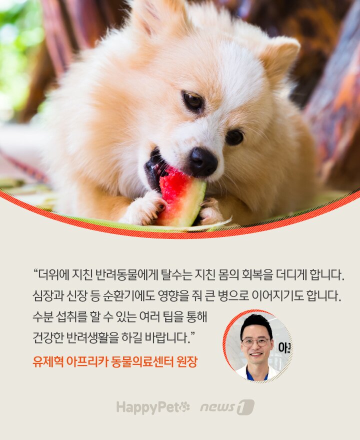 본문 이미지 - 수분 펫카드 ⓒ 뉴스1