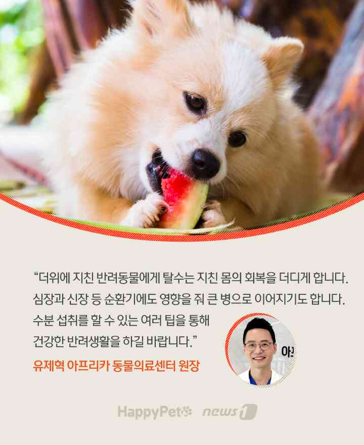 수분 펫카드 © 뉴스1