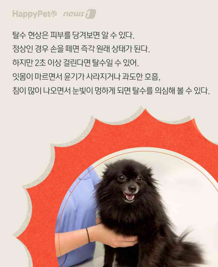 수분 펫카드 © 뉴스1