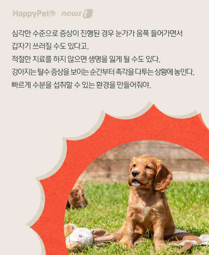 수분 펫카드 © 뉴스1