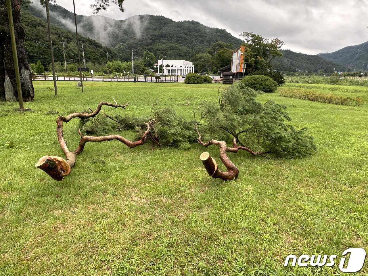본문 이미지 - 절단된 속리산 정이품송 2개 가지 모습.(보은군 제공) /뉴스1