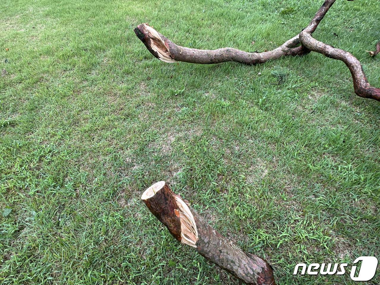본문 이미지 - 절단된 속리산 정이품송 2개 가지 모습.(보은군 제공) /뉴스1 