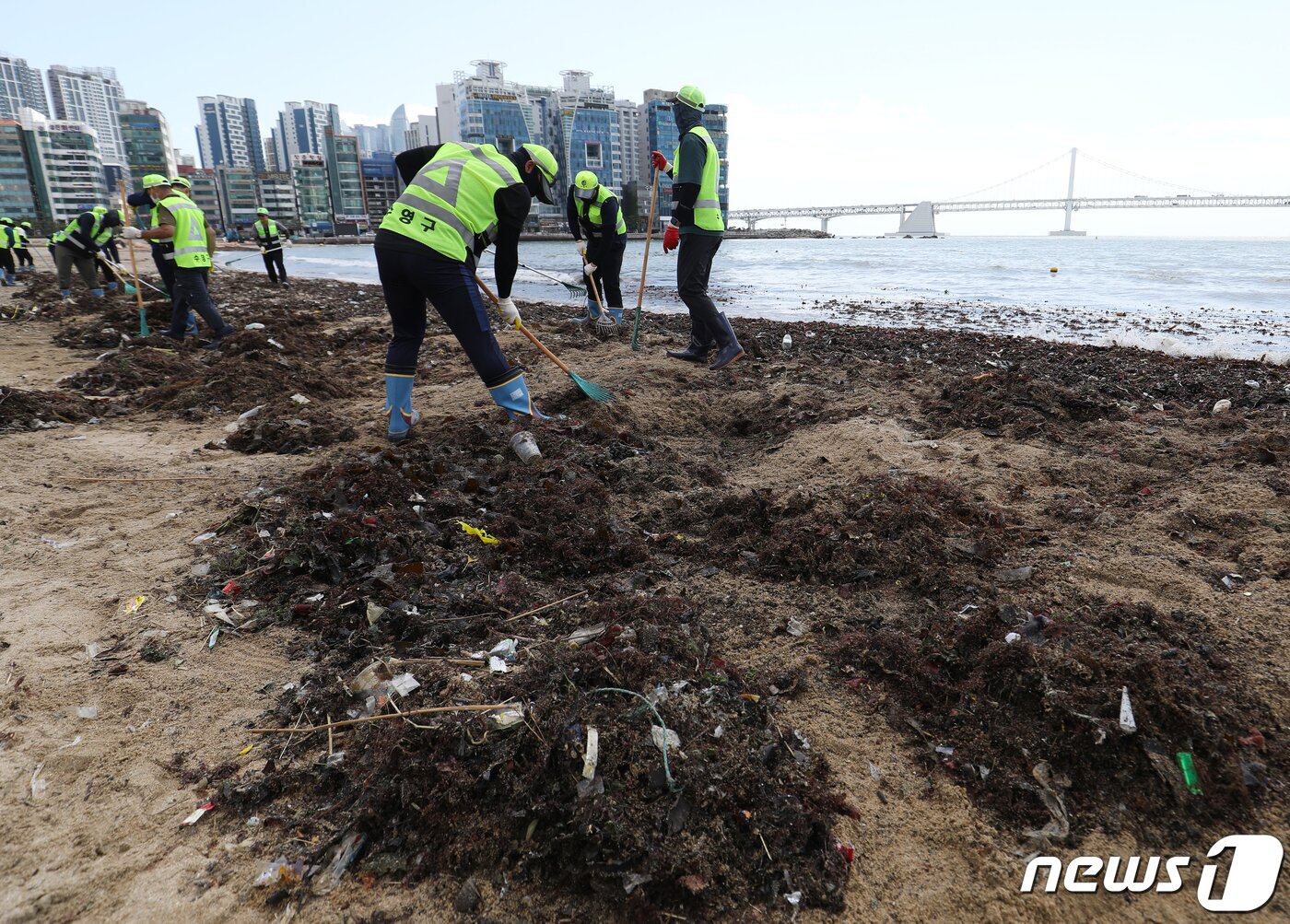 본문 이미지 - 11일 광안리해수욕장에서는 파도에 떠밀려온 해초를 치우는 작업이 한창이다. 2023.8.11/뉴스1 ⓒ News1 윤일지 기자
