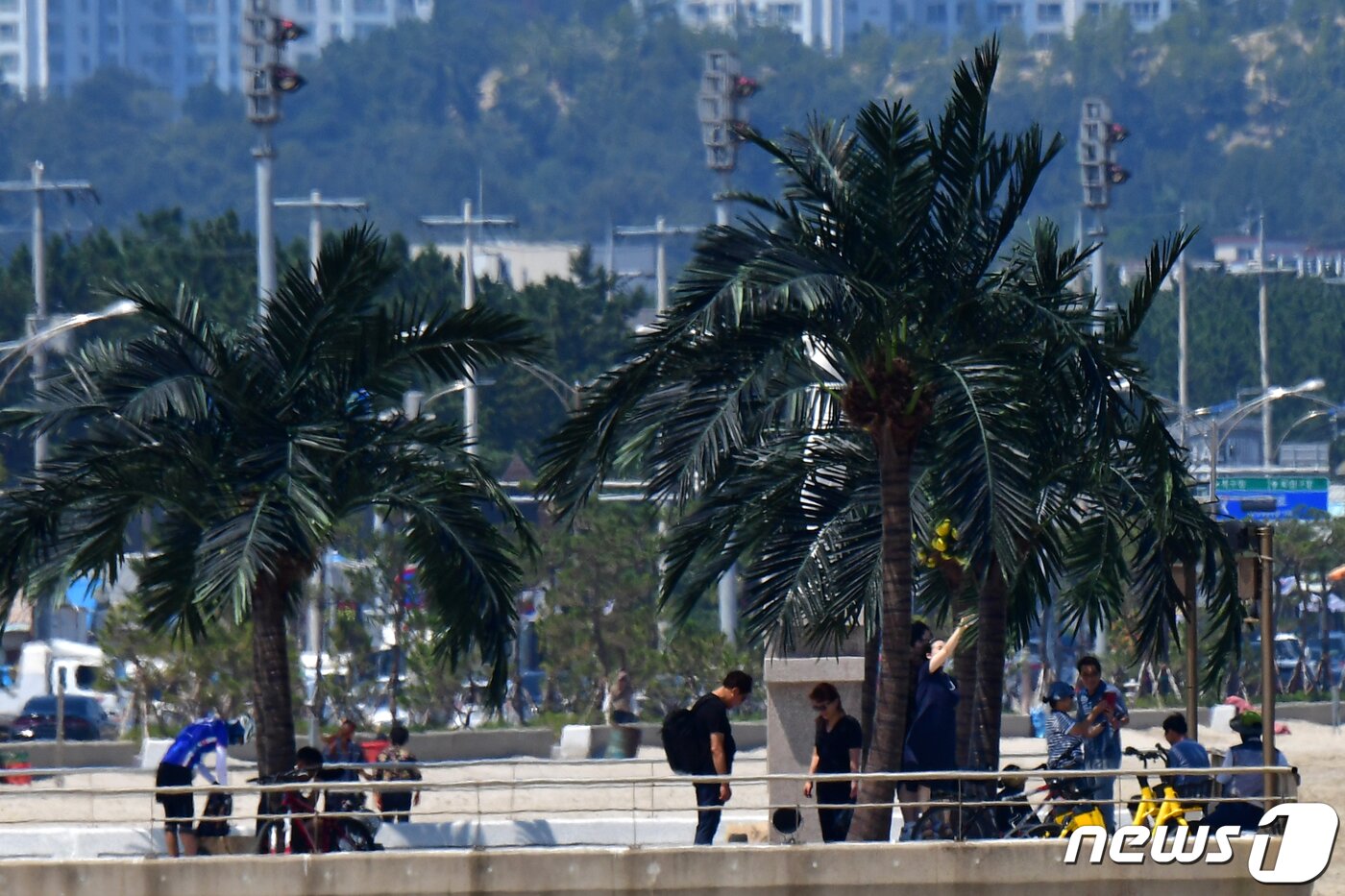 본문 이미지 - 경북 포항시 송도해수욕장 평화의 여신상 광장에 조성된 인공 야자수 나무 그늘 아래에서 시민들이 더위를 피하고 있다. (뉴스1 자료, 제판매 및 DB 금지)ⓒ News1 최창호 기자