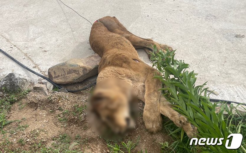 본문 이미지 - 14일 경북 고령군의 한 목장에서 탈출한 암사자 1마리가 1시간10분 만에 사살됐다. 이날 소방 당국 등은 합동 수색을 하던 도중 탈출한 목장 인근 4~5m 지점 숲속에서 암사자를 발견했다. 수색에 투입된 엽사와 경찰, 소방 당국은 인명피해를 우려해 '사살 포획'하기로 협의하고 현장에서 사살해 유관기관에 인계했다.(경북소방본부 제공)2023.8.14/뉴스1