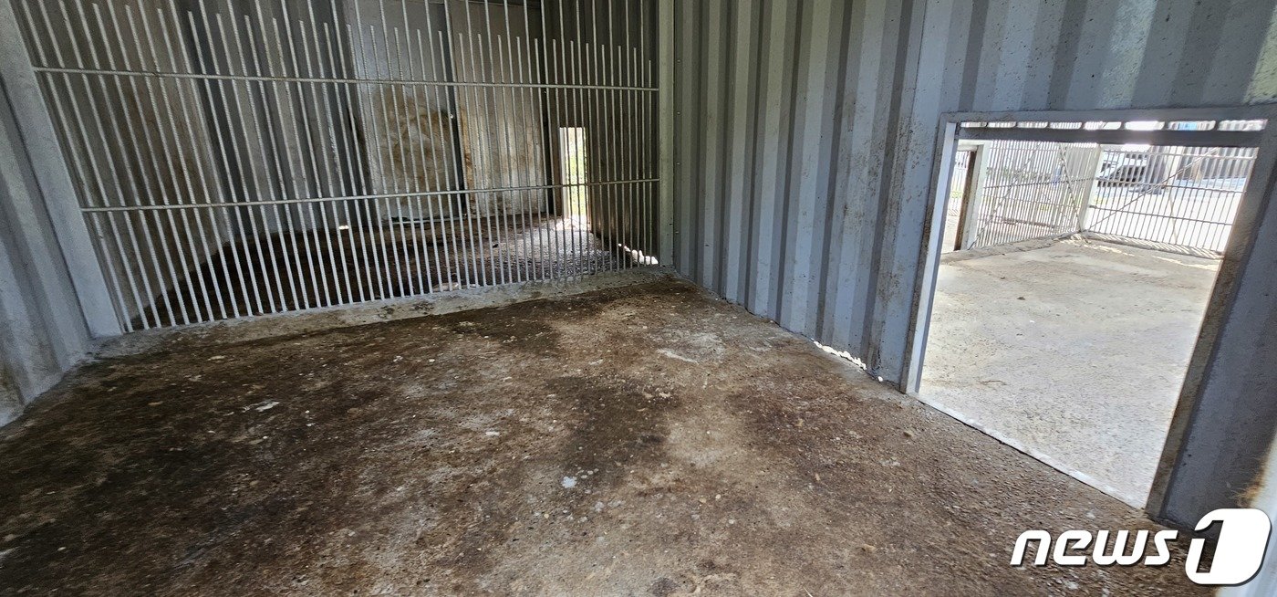 본문 이미지 - 14일 오전 경북 고령군 옥계농장서 탈출했다 사살된 암사자가 사육됐던 우리 2023.8.14/뉴스1 ⓒ News1 정우용 기자