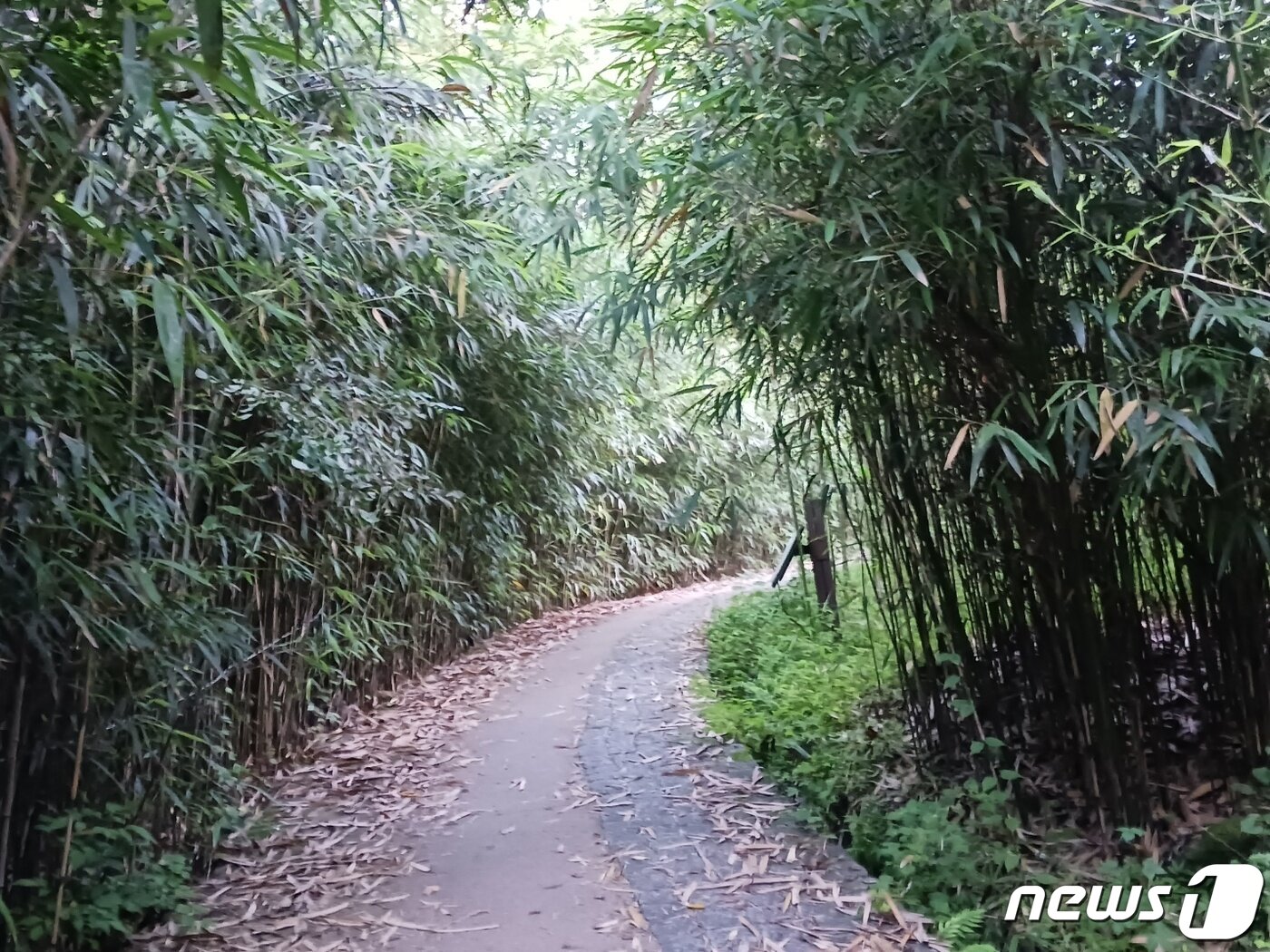 본문 이미지 - 화엄사에서 무넹기 고개로 가는 등산로 초입. 좌우에 조릿대가 도열하듯 서있고 길은 평이하다. 새소리 물소리를 벗삼아 걸을만 하다. ⓒ 뉴스1