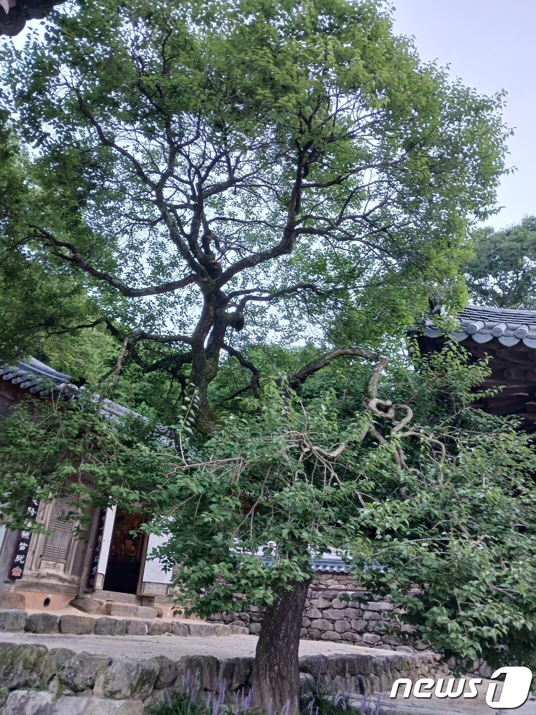 본문 이미지 - 화엄사의 명물 홍매화.  활짝 피면 너무 붉어 흑매화로도 불리는데 지금은 진초록 잎만 무성하다. 화엄사에서는 매년 3월 홍매화 축제도 열고 사진 콘테스트 행사도 한다. ⓒ 뉴스1