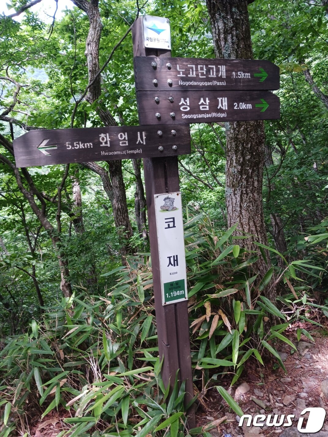 본문 이미지 - 화대종주의 '악명'을 모두 뒤집어 쓴 코재는 종주에 나선 사람들에게 한편으론 안도의 숨을 돌리게도 한다. 조금만 더 오르면 평탄한 길이 나온다는 기대감을 주기  때문이다. ⓒ 뉴스1