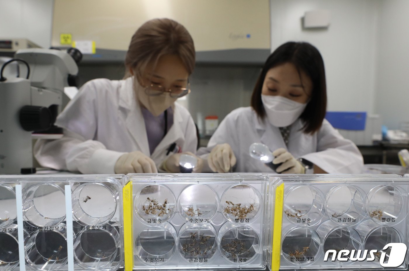 본문 이미지 - 16일 오후 경기 수원시 권선구 경기도보건환경연구원에서 감염병연구부 연구원들이 모기 분류작업을 하고 있다. 2023.8.16/뉴스1 ⓒ News1 김영운 기자