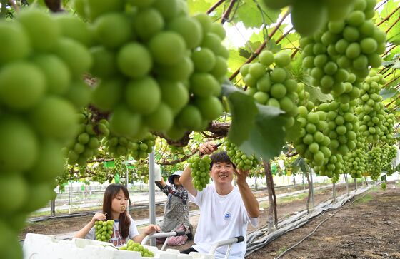 영동산 샤인머스캣 첫 미국 수출길…960상자 5톤 선적