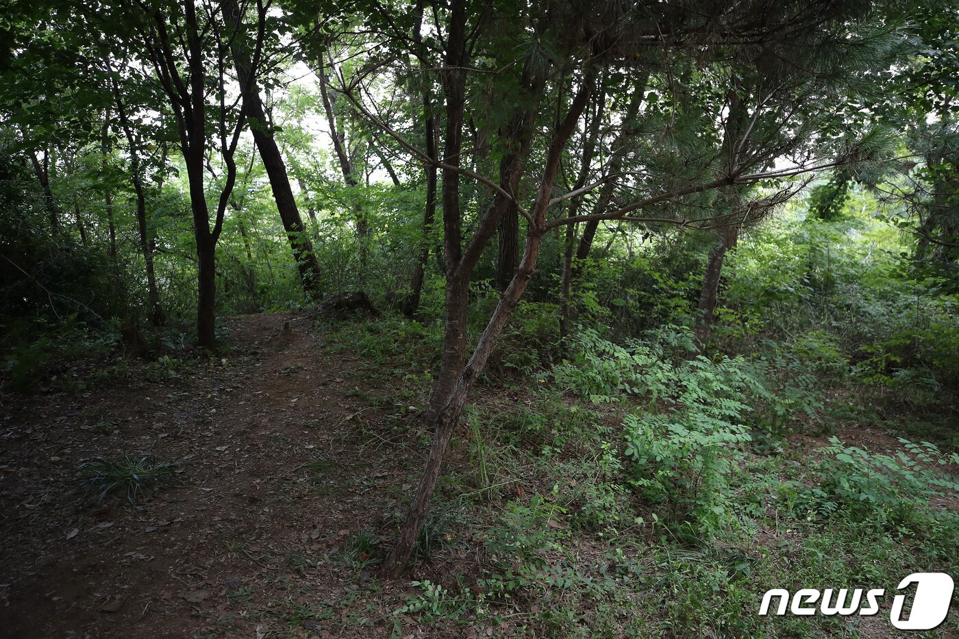 본문 이미지 - 지난 17일 서울 관악구 신림동의 한 산속 둘레길에서 성폭행 사건이 발생했다. 사진은 사건현장의 모습. 2023.8.18/뉴스1 ⓒ News1 이동해 기자