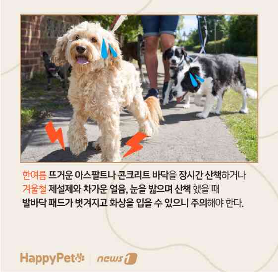 펫카드 발바닥