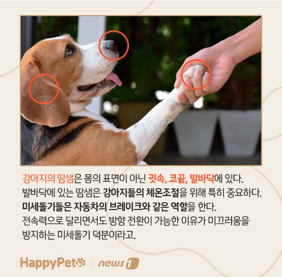 펫카드 발바닥