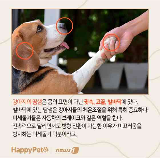 펫카드 발바닥