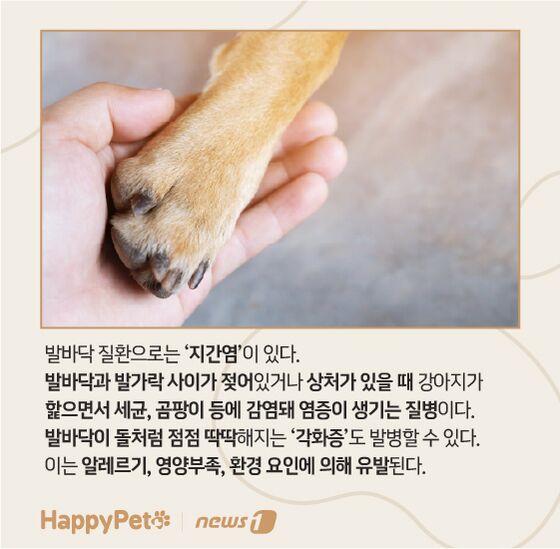 펫카드 발바닥