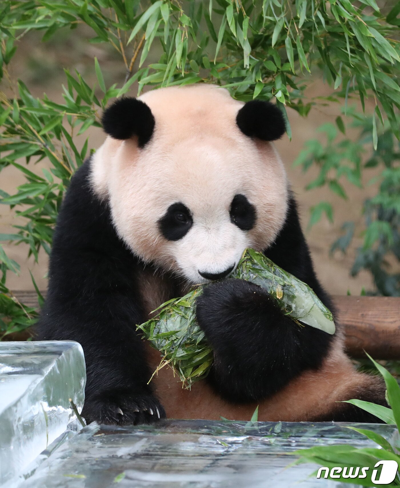 본문 이미지 - 무더운 여름을 나고 있는 푸바오가 24일 오전 경기 용인시 처인구 에버랜드 판다월드에서 사육사들이 선물한 얼음 장화를 먹고 있다. 2023.8.24/뉴스1 ⓒ News1 김영운 기자