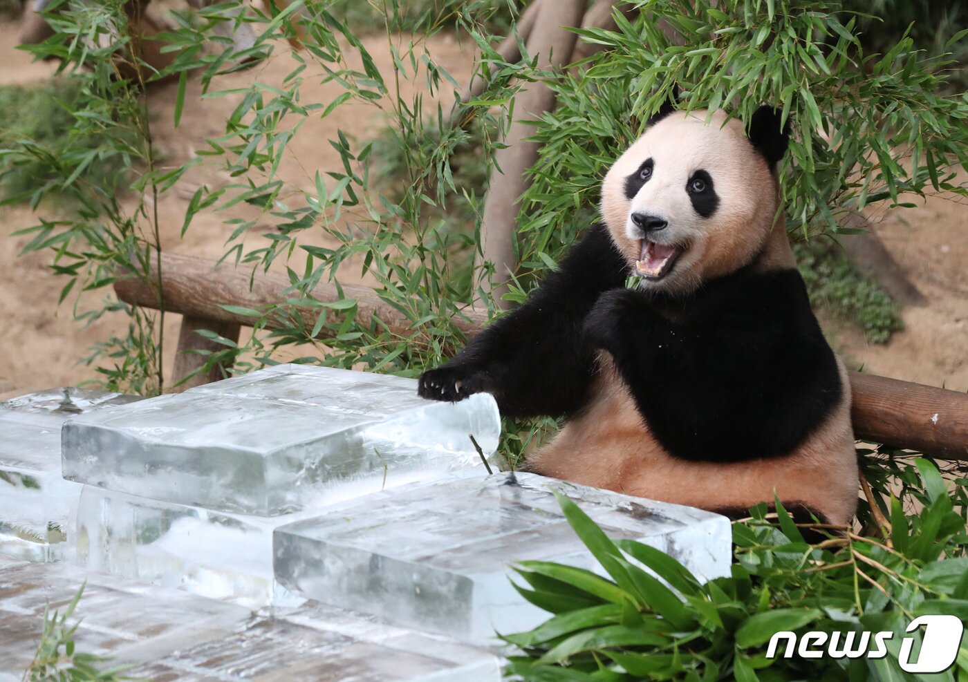 본문 이미지 - 무더운 여름을 나고 있는 푸바오가 24일 오전 경기 용인시 처인구 에버랜드 판다월드에서 사육사들이 준비한 얼음 평상 위에서 더위를 식히고 있다. 2023.8.24/뉴스1 ⓒ News1 김영운 기자
