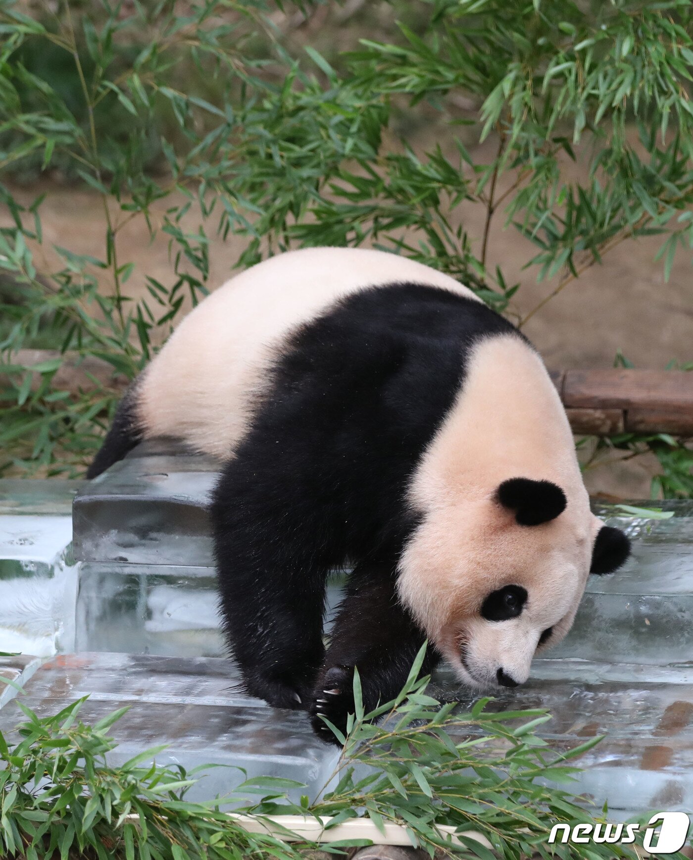 본문 이미지 - 무더운 여름을 나고 있는 푸바오가 24일 오전 경기 용인시 처인구 에버랜드 판다월드에서 사육사들이 준비한 얼음 평상 위에서 더위를 식히고 있다. 2023.8.24/뉴스1 ⓒ News1 김영운 기자