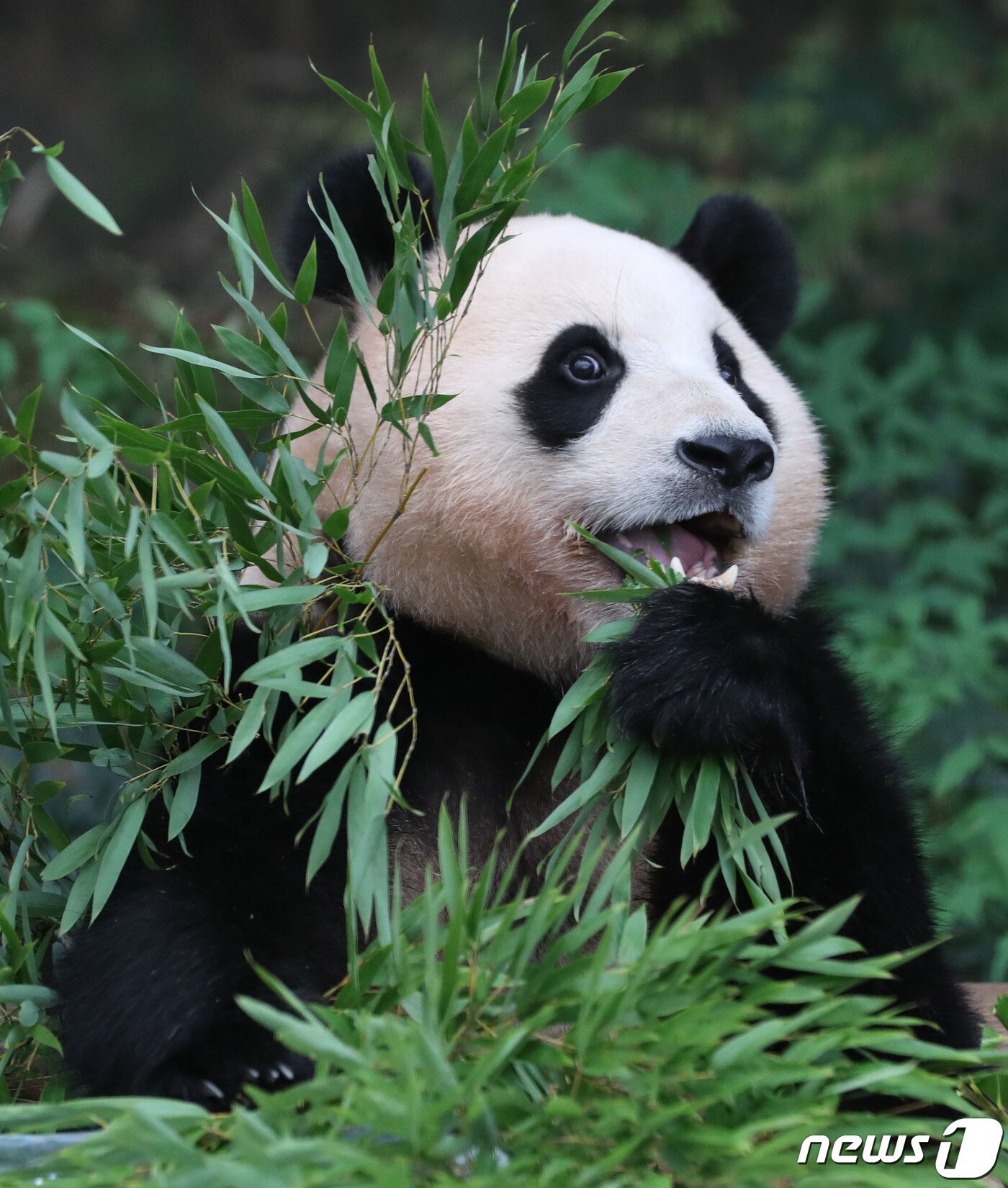 본문 이미지 - 무더운 여름을 나고 있는 푸바오가 24일 오전 경기 용인시 처인구 에버랜드 판다월드에서 사육사들이 준비한 먹이를 먹고 있다. 2023.8.24/뉴스1 ⓒ News1 김영운 기자