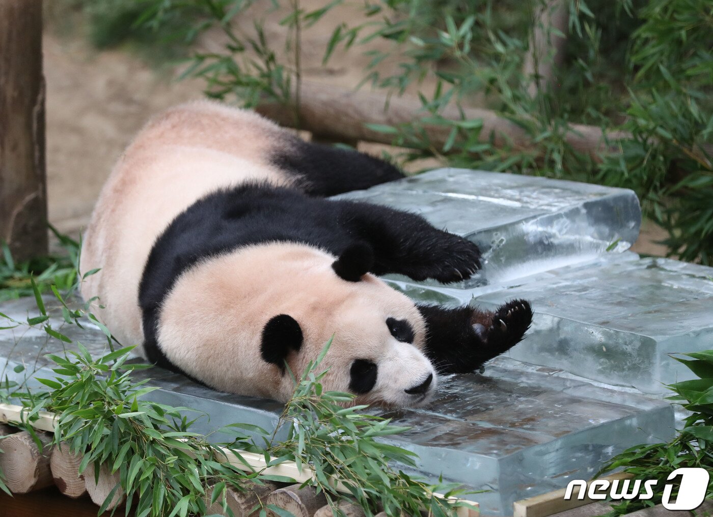 본문 이미지 - 무더운 여름을 나고 있는 푸바오가 24일 오전 경기 용인시 처인구 에버랜드 판다월드에서 사육사들이 준비한 얼음 평상 위에서 더위를 식히고 있다. 2023.8.24/뉴스1 ⓒ News1 김영운 기자