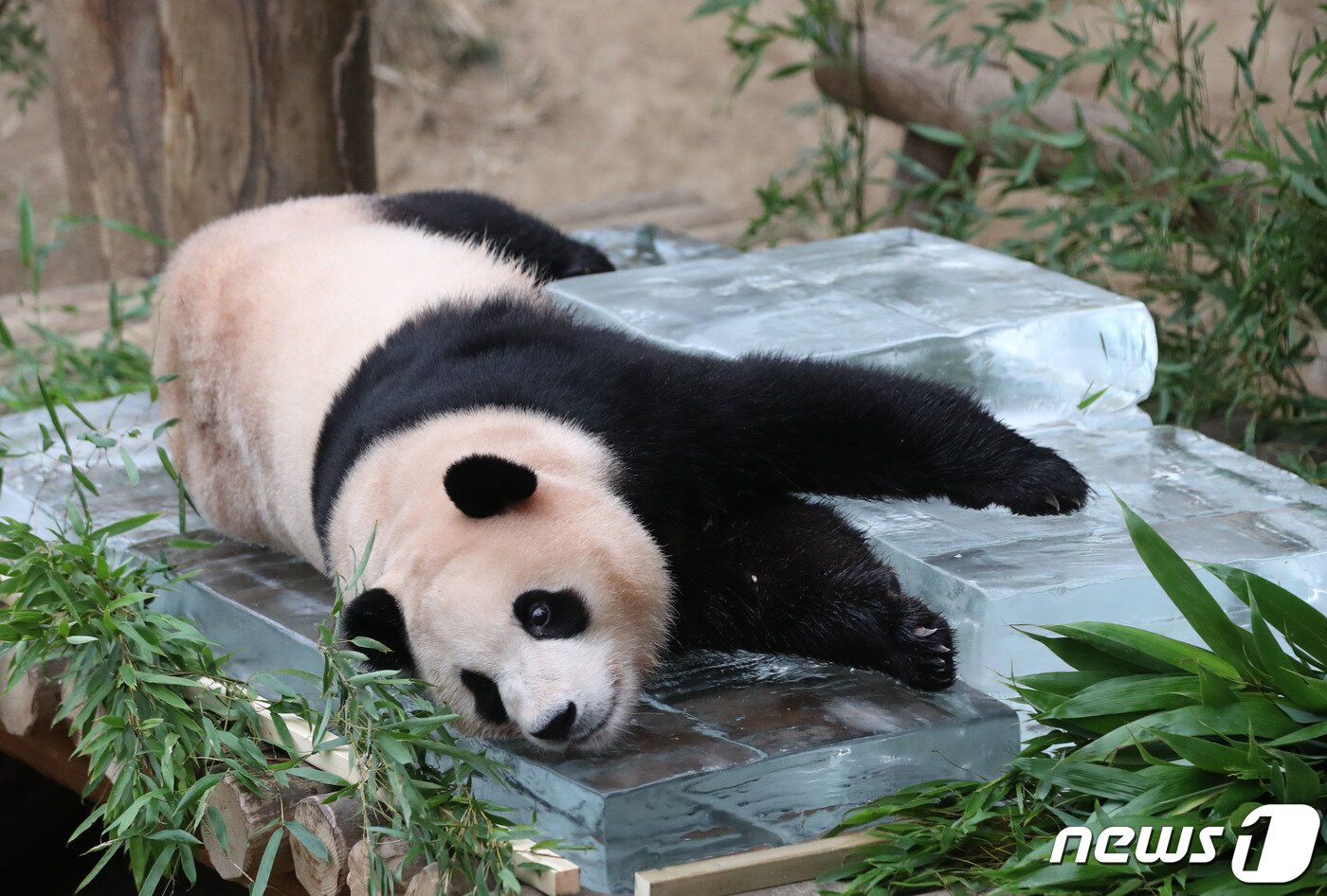 본문 이미지 - 무더운 여름을 나고 있는 푸바오가 24일 오전 경기 용인시 처인구 에버랜드 판다월드에서 사육사들이 준비한 얼음 평상 위에서 더위를 식히고 있다. 2023.8.24/뉴스1 ⓒ News1 김영운 기자