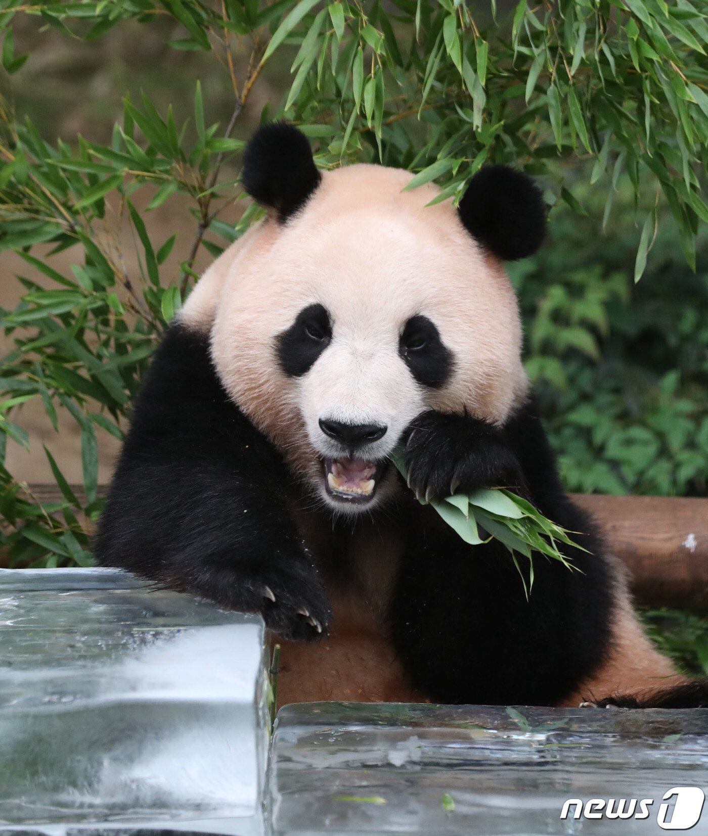 본문 이미지 - 무더운 여름을 나고 있는 푸바오가 24일 오전 경기 용인시 처인구 에버랜드 판다월드에서 사육사들이 준비한 먹이를 먹고 있다. 2023.8.24/뉴스1 ⓒ News1 김영운 기자