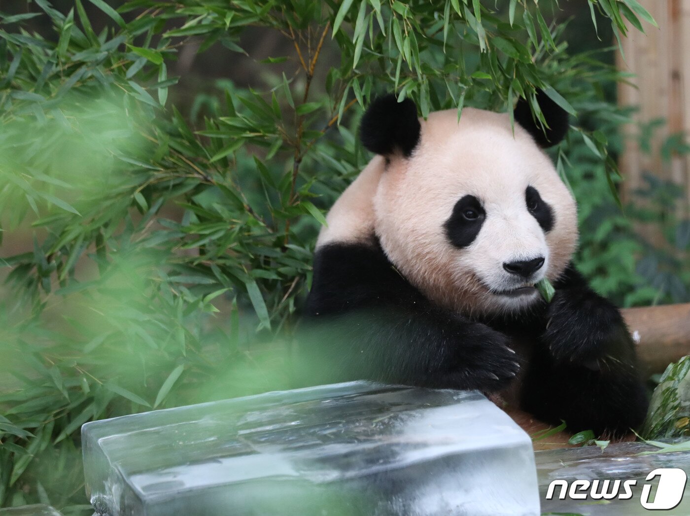 본문 이미지 - 무더운 여름을 나고 있는 푸바오가 24일 오전 경기 용인시 처인구 에버랜드 판다월드에서 사육사들이 준비한 먹이를 먹고 있다. 2023.8.24/뉴스1 ⓒ News1 김영운 기자