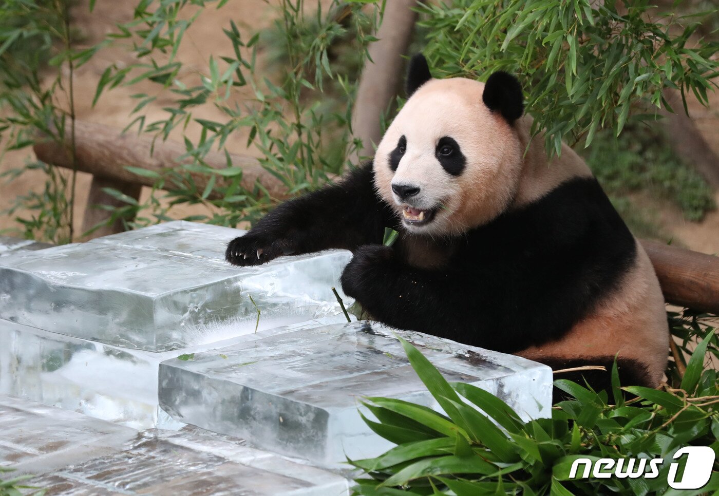 본문 이미지 - 무더운 여름을 나고 있는 푸바오가 24일 오전 경기 용인시 처인구 에버랜드 판다월드에서 사육사들이 준비한 얼음 평상 위에서 더위를 식히고 있다. 2023.8.24/뉴스1 ⓒ News1 김영운 기자