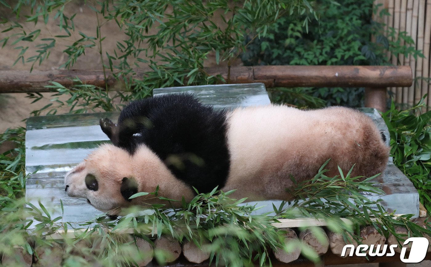 본문 이미지 - 무더운 여름을 나고 있는 푸바오가 24일 오전 경기 용인시 처인구 에버랜드 판다월드에서 사육사들이 준비한 얼음 평상 위에서 더위를 식히고 있다. 2023.8.24/뉴스1 ⓒ News1 김영운 기자