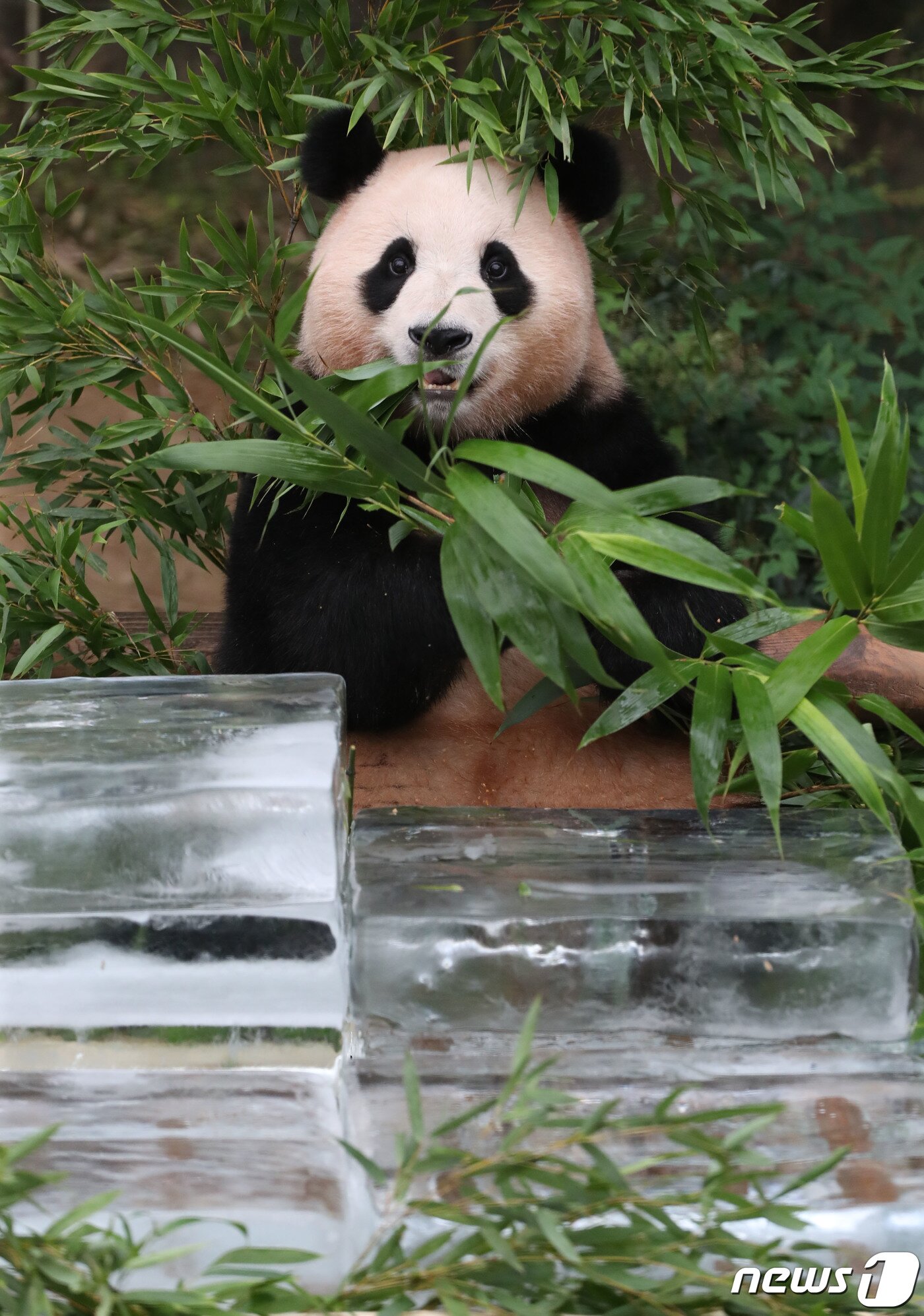 본문 이미지 - 무더운 여름을 나고 있는 푸바오가 24일 오전 경기 용인시 처인구 에버랜드 판다월드에서 사육사들이 준비한 먹이를 먹고 있다. 2023.8.24/뉴스1 ⓒ News1 김영운 기자