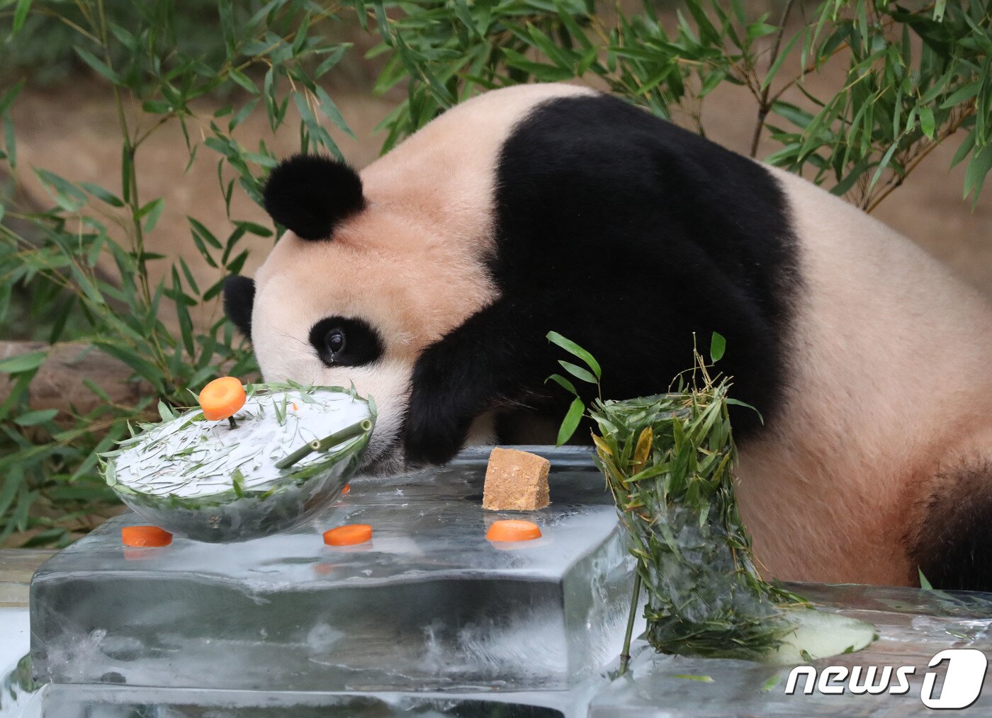 본문 이미지 - 무더운 여름을 나고 있는 푸바오가 24일 오전 경기 용인시 처인구 에버랜드 판다월드에서 사육사들이 선물한 얼음냉면을 먹고 있다. 2023.8.24/뉴스1 ⓒ News1 김영운 기자
