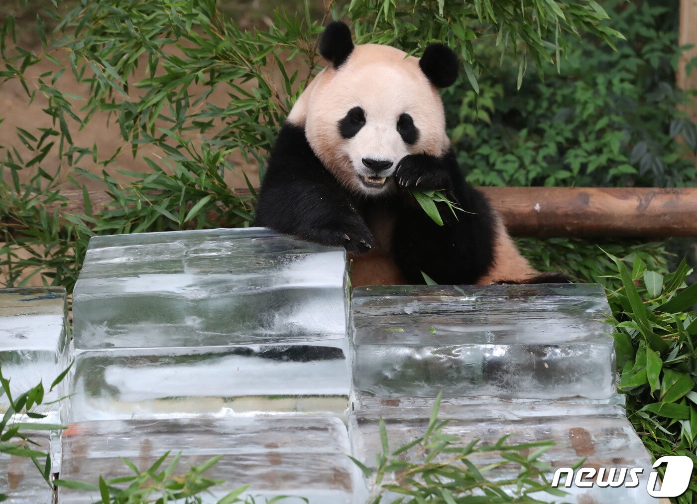 본문 이미지 - 무더운 여름을 나고 있는 푸바오가 24일 오전 경기 용인시 처인구 에버랜드 판다월드에서 사육사들이 준비한 얼음 평상 위에서 더위를 식히고 있다. 2023.8.24/뉴스1 ⓒ News1 김영운 기자