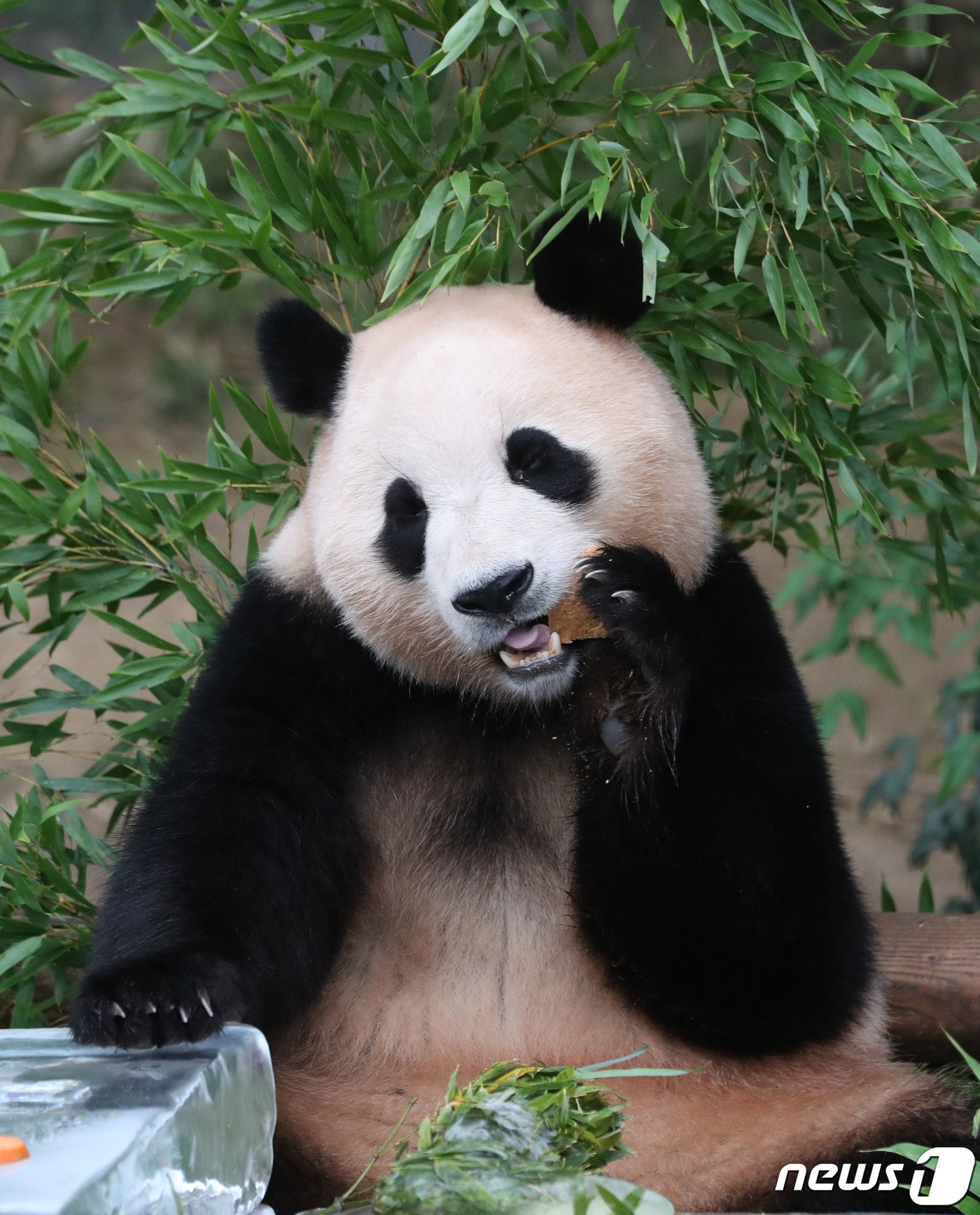 본문 이미지 - 무더운 여름을 나고 있는 푸바오가 24일 오전 경기 용인시 처인구 에버랜드 판다월드에서 사육사들이 준비한 먹이를 먹고 있다. 2023.8.24/뉴스1 ⓒ News1 김영운 기자