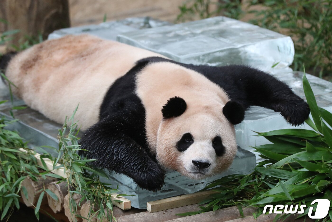 본문 이미지 - 무더운 여름을 나고 있는 푸바오가 24일 오전 경기 용인시 처인구 에버랜드 판다월드에서 사육사들이 준비한 얼음 평상 위에서 더위를 식히고 있다. 2023.8.24/뉴스1 ⓒ News1 김영운 기자