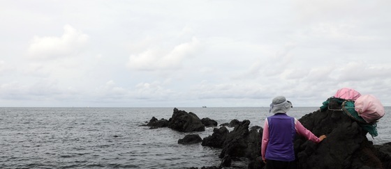 제주 활소라 일본 수출길 끊겨…채취 중단 해녀들 "생업 끊겨"