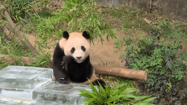 본문 이미지 -  푸바오가 24일 오전 경기 용인시 처인구 에버랜드 판다월드에서 사육사들이 준비한 얼음 평상 위에서 더위를 식히고 있다. ⓒ News1김민석 기자