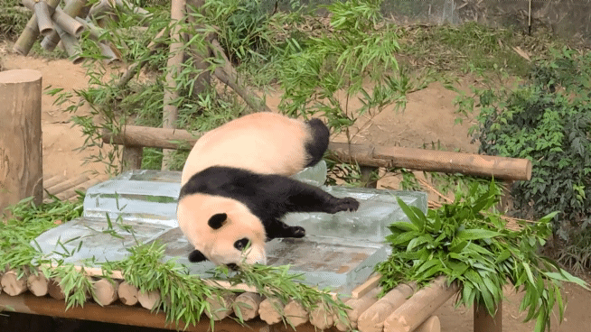본문 이미지 - 푸바오가 24일 오전 경기 용인시 처인구 에버랜드 판다월드에서 사육사들이 준비한 얼음 평상 위에서 더위를 식히고 있다. ⓒ News1김민석 기자 