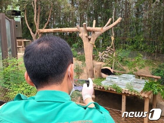 강철원 사육사가 얼음 평상 위에서 더위를 식히고 있는 푸바오 영상을 촬영하고 있다. © News1김민석 기자 