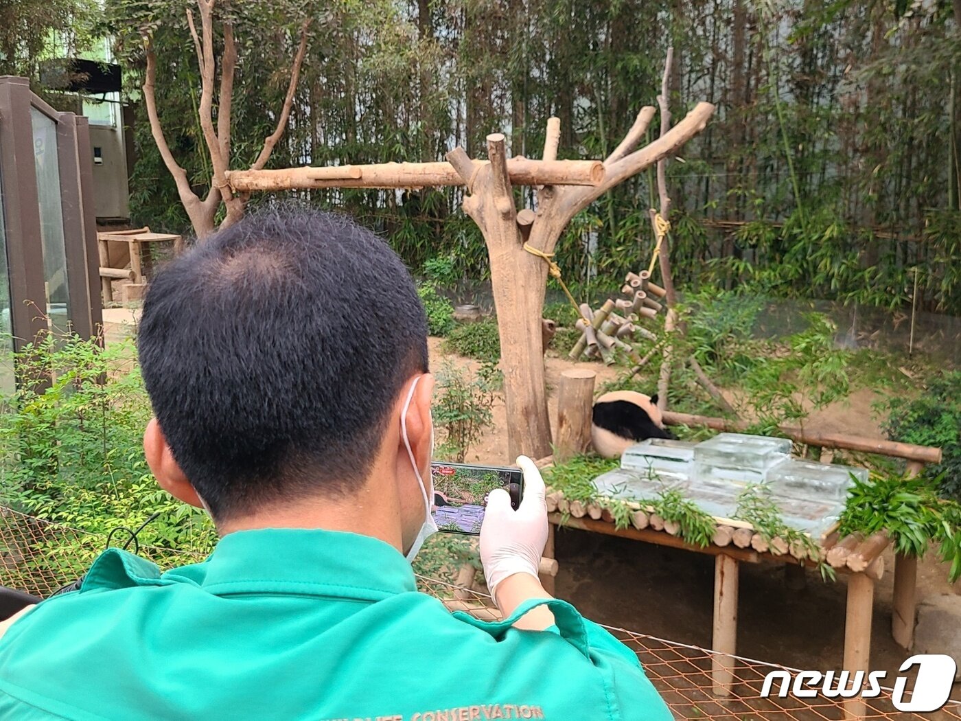본문 이미지 - 강철원 사육사가 얼음 평상 위에서 더위를 식히고 있는 푸바오 영상을 촬영하고 있다. ⓒ News1김민석 기자 
