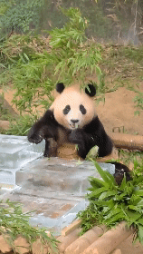 본문 이미지 - 푸바오가 24일 오전 경기 용인시 처인구 에버랜드 판다월드에서 사육사들이 준비한 얼음 평상 위에서 더위를 식히고 있다. ⓒ News1김민석 기자  