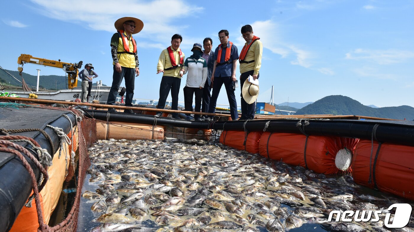 본문 이미지 - 2023년 8월 전남 여수 돌산의 한 가두리 양식장에서 한대성 어종인 우럭이 집단폐사해 있다. 뉴스1 ⓒ News1 김동수 기자